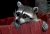 Noobie T. Raccoon