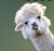 All Purpose Alpaca