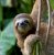 Smiling Sloth