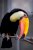 Thankful Toucan