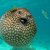 Puffer Fish